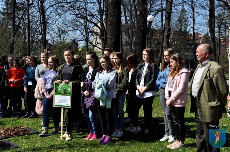 Nowy Sącz. Uczniowie posadzili na Plantach drzewo poświęcone pamięci hrabiego Adama Stadnickiego [ZDJĘCIA]