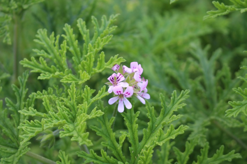 Anginka, czyli geranium, to lekarstwo prosto z babcinego...