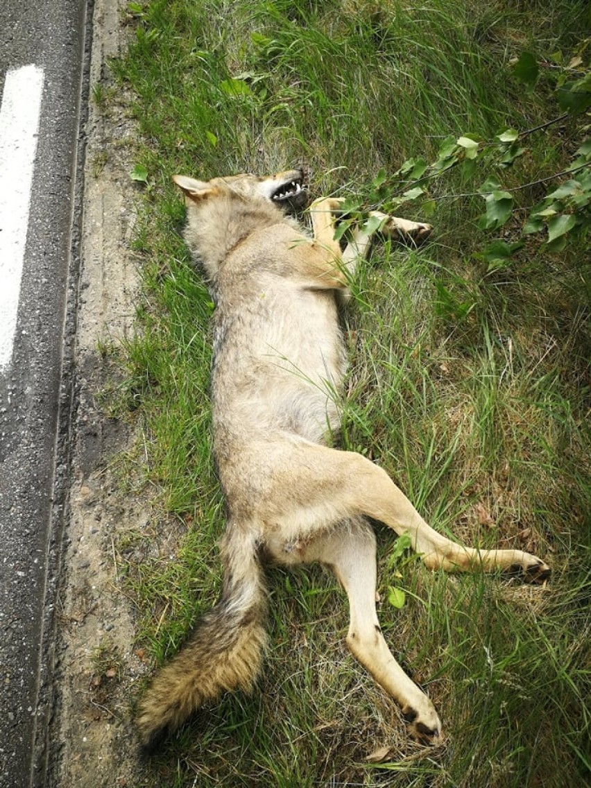 W gminie Koczała potrącono młoda wilczycę. Wilczyca leżała na drodze między Łękinią a miejscowością Przeradź