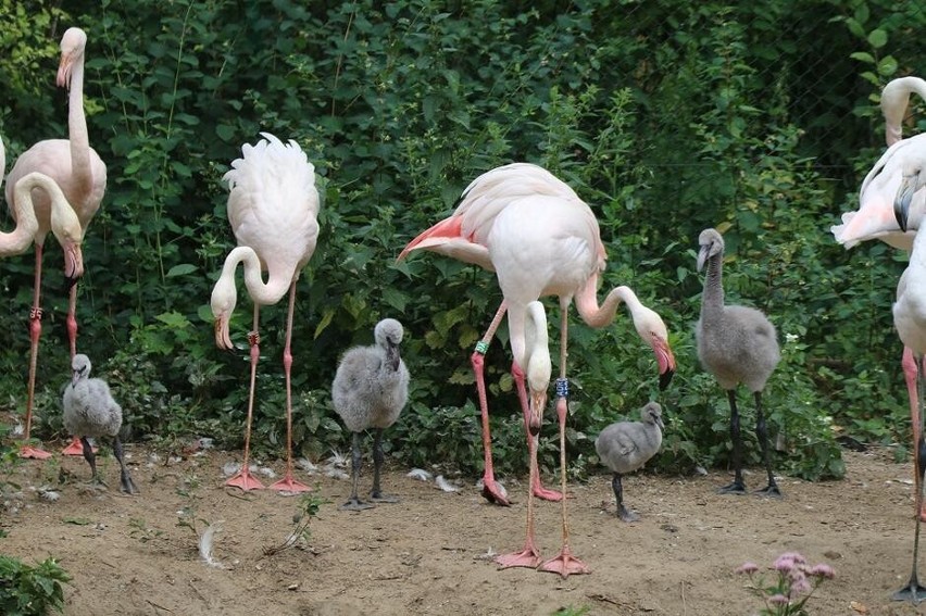 Zoo w Gdańsku przywitało nowych podopiecznych. Wykluły się cztery pisklęta flamingów 