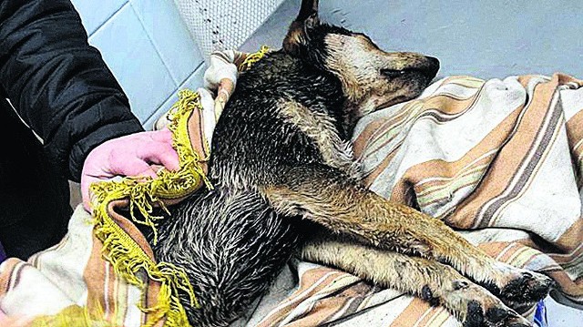 Pies trafił do weterynarza w bardzo ciężkim stanie. Był wycieńczony, ale poruszał się i oddychał
