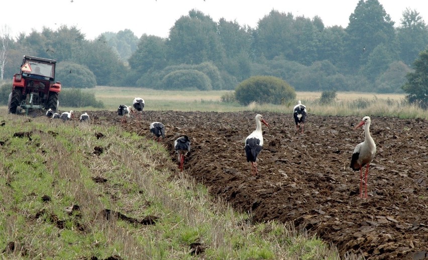 Bociany sejmikują i szykują się do wylotu do Afryki