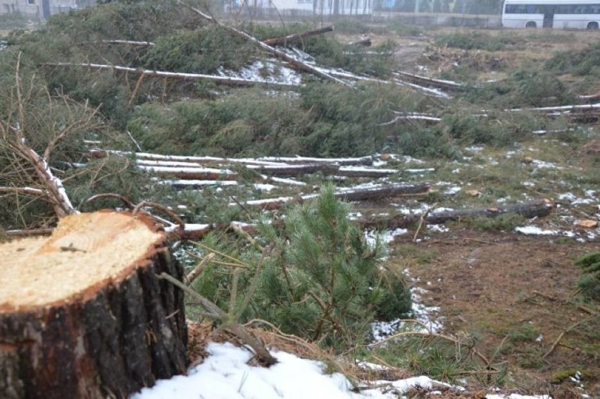 Wycięli 4 hektary lasu w Łebie. Sprawa trafiła do prokuratury [ZDJĘCIA]
