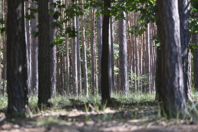 Nawet leśnicy byli zaskoczeni, gdy 28 września dyrektor toruńskich Lasów Państwowych Bartosz Bazela pożegnał się ze stanowiskiem.
