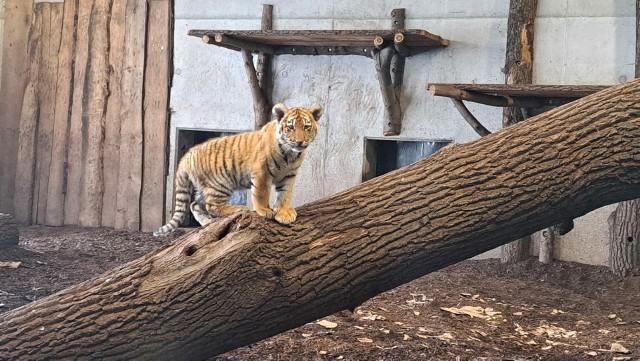 Teraz opolskie tygrysiątka może zobaczyć każdy zwiedzający.