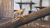 Tygrysiątka z opolskiego ZOO są już w głównym pawilonie. Każdy może je zobaczyć