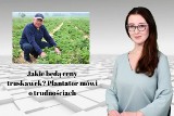 Jakie będą ceny truskawek? Nasz plantator mówi o trudnościach. WIADOMOŚCI 