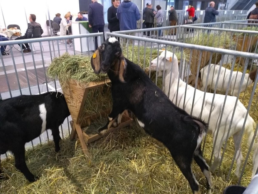 "Zobacz mamo jaka fajna koza", zachwyca się malec przy...