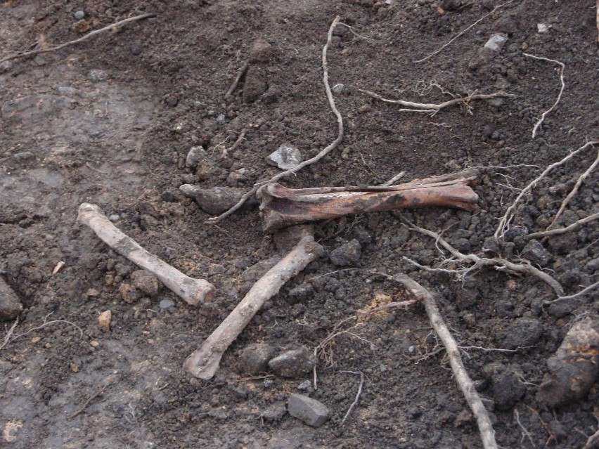 Chorzów: Ludzkie szczątki na placu budowy