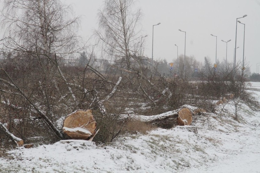 Wycinają drzewa pod budowę ulicy Pileckiego w Kielcach (ZDJĘCIA)