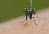 Komary atakują, ale są na to sposoby