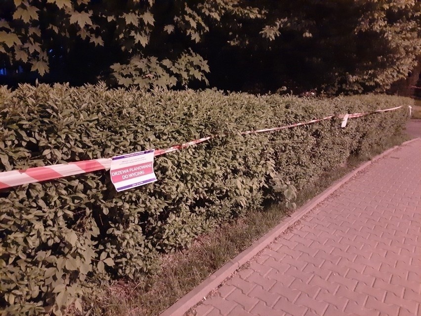 Mieszkańcy zorganizowali protest przeciwko wycince drzew pod...