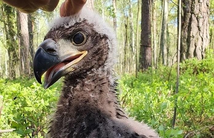 Młoda samica bielika, mieszkająca w tureckich lasach,...