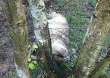 Kolejny wilk na Dolnym Śląsku. Martwe zwierzę znalezione w kłusowniczych wnykach [FOTO]