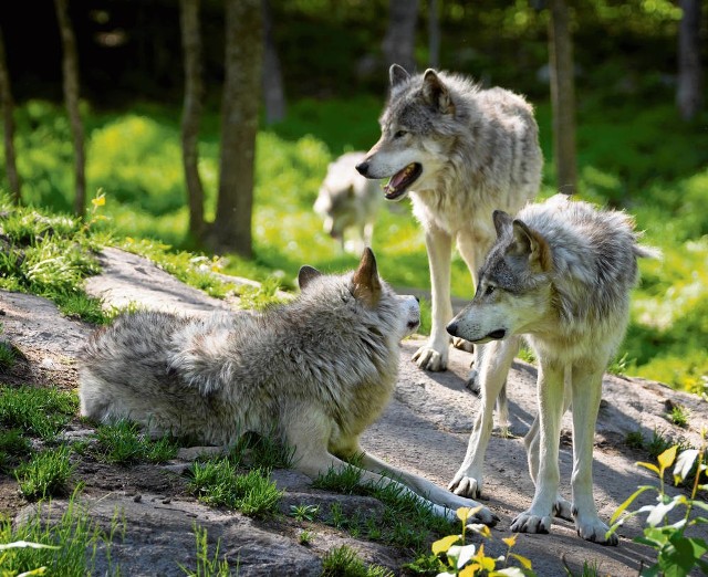 Słowaccy myśliwi często brali na celownik „polskie” chronione wilki