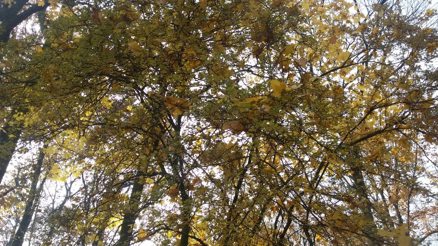 Jesień w Parku Zamkowym w Mysłowicach