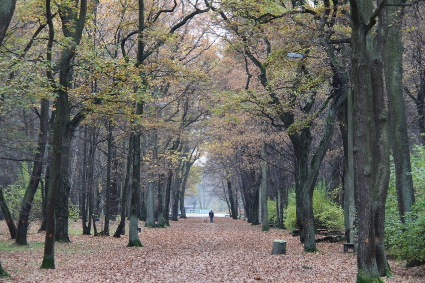 Tak wygląda park Zielona w jesiennych barwach