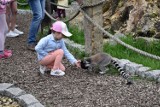 Bliskie spotkanie z wielbłądem i lemurami? To możliwe w mini zoo zaledwie 40 minut od Kalisza!