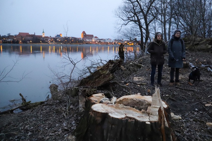 Związana z przebudową toruńskiego mostu drogowego wycinka...