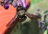 Ta wielka, czarna pszczoła, była uznawana za wymarłą. Wróciła i na Dolnym Śląsku żyje się jej świetnie!