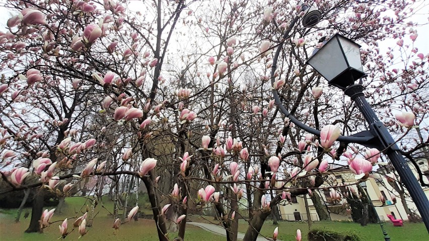 Wiosną Cieszyn kojarzy się z magnoliami, można je spotkać...