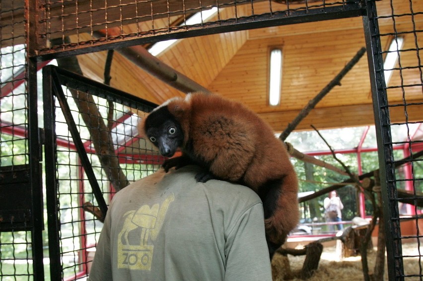 Śląski Ogród Zoologiczny od kuchni