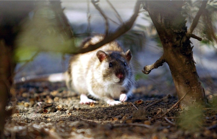Walka ze szczurami w koszalińskim parku trwa na bieżąco.