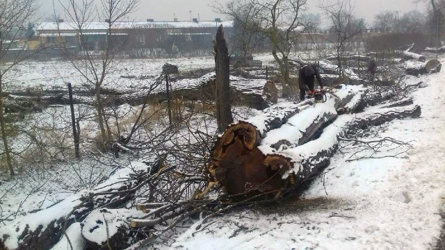 Wycięciem skrzydłorzechów kaukaskich w Zbydniowie zajęła się specjalistyczna firma drwali