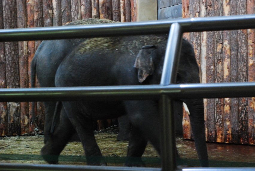 Scott i Ned to nowe słonie w chorzowskim zoo