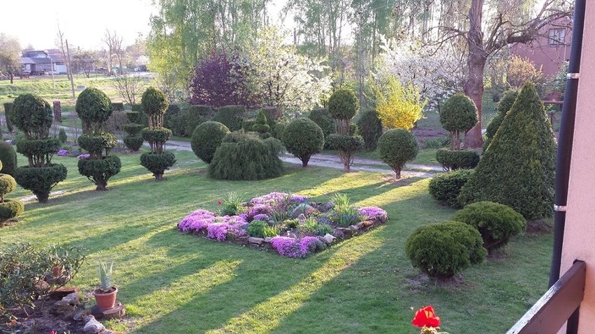 Ogród Heleny i Tadeusza Gozdek w Wierzbicy zajął III miejsce...