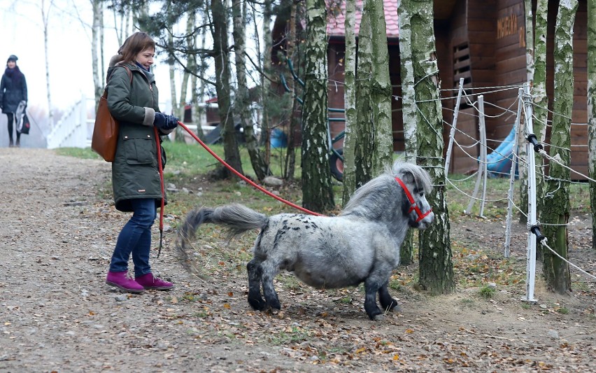 Bombel, najmniejszy ogier na świecie, mieszka w stajni w Łodzi. Konik, ma 56,5 cm w kłębie, trafił do Księgi Rekordów Guinnessa na 2020 r