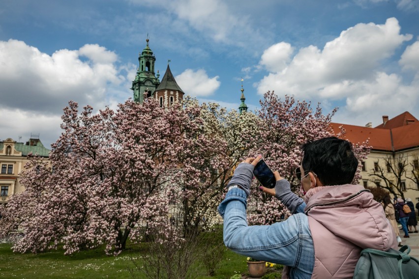 Wawelskie magnolie przyciągają tłumy ludzi
