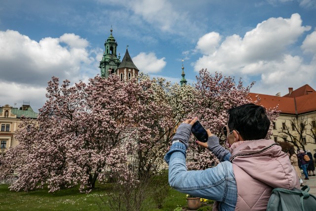 Wawelskie magnolie przyciągają tłumy ludzi