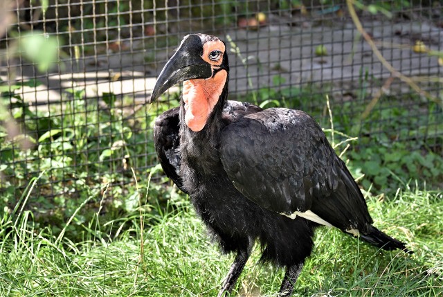 Dzioborożec kafryjski w zamojskim Ogrodzie Zoologicznym