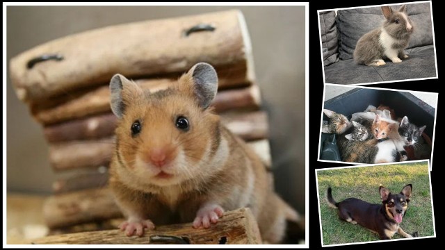 Na kolejnych slajdach prezentujemy zwierzęta z Pińczowa i powiatu pińczowskiego, które szukają nowego domu >>>