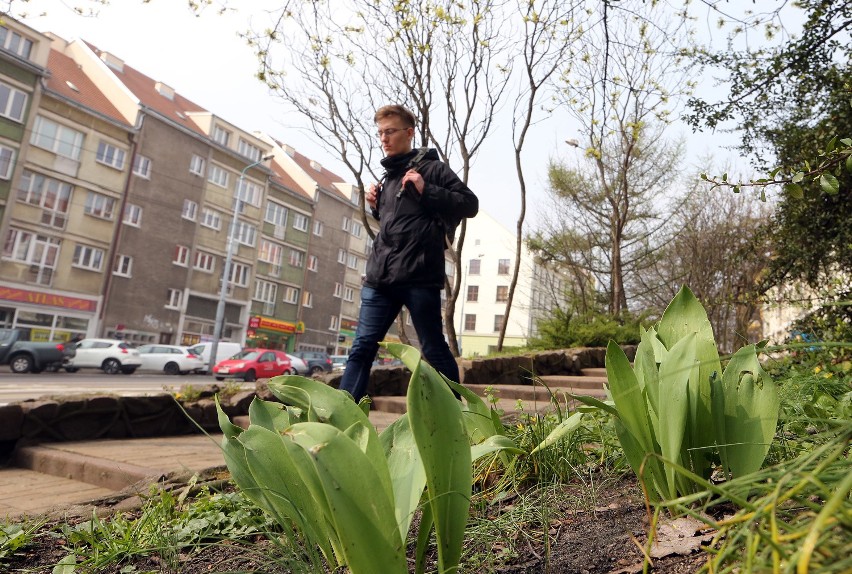 Kwitnące tulipany padają ofiarą złodziei [zdjęcia]