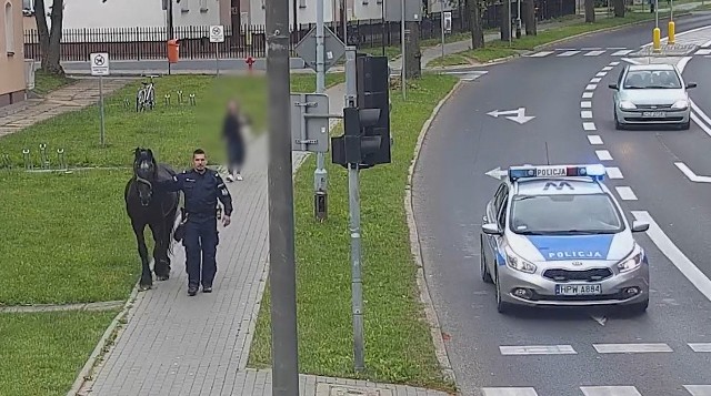 W Szczecinku policjanci zatrzymali konia, który samotnie biegał po ulicach miasta. Na szczęście uciekinier został bezpiecznie dostarczony do właściciela