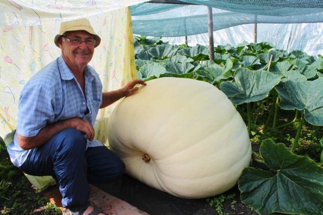 Dynie Jana Styry mają obecnie po 300 kg. Ta na zdjęciu ma szanse stać się nową rekordzistką. Musi jednak urosnąć dwa razy tyle.