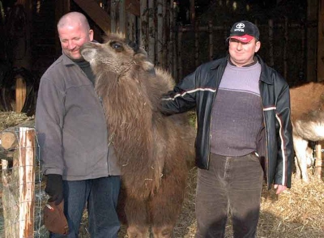 - Zwierzęta są bardzo przyjacielskie, ale mimo wszystko nie wolno podchodzić zbyt blisko - opowiadają Mariusz Pietrucha(po lewej) i Tadeusz Andrys.