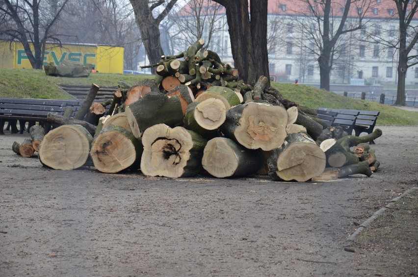 Wycinka drzew przy Bulwarze Dunikowskiego