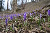 Krokusy 2021. W górach zaczyna się krokusowe szaleństwo. Na razie kwiaty zakwitły na podhalańskich łąkach. Na Tatry jeszcze czas 