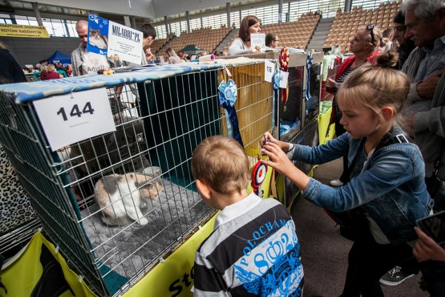 Pokaz kotów rasowychArtego Arena pokaz kotów rasowych