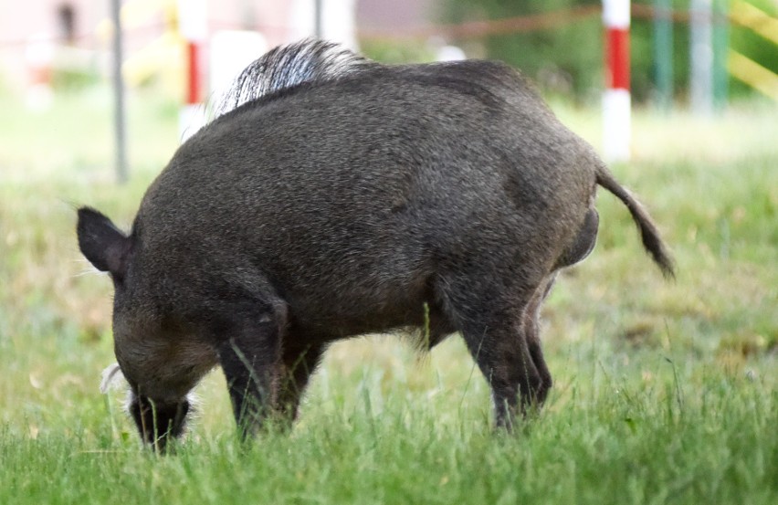 Dziki pojawiające się na terenach zurbanizowanych są sporym...