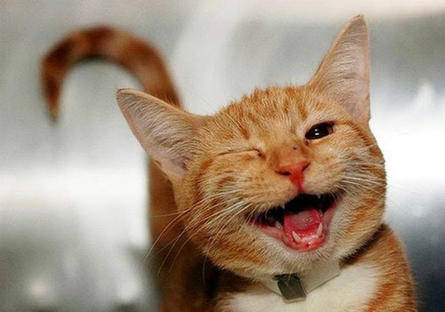 Najnowsze i śmieszne memy o kotach. Zabawne obrazki o naszych pupilach