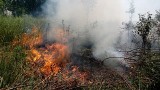 Pożar w Jeleniowie. Na placu budowy zapaliła się trawa. Ogień rozprzestrzeniał się bardzo szybko. Zagrażał okolicznej posesji