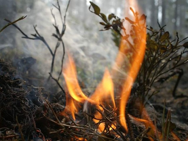 Doszczętnie spłonęło prawie pół hektara lasu