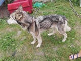 Fundacja uratowała zagłodzonego husky. Kilka dni później policja odebrała im psa i zakuła w kajdanki szefową fundacji [ZDJĘCIA]