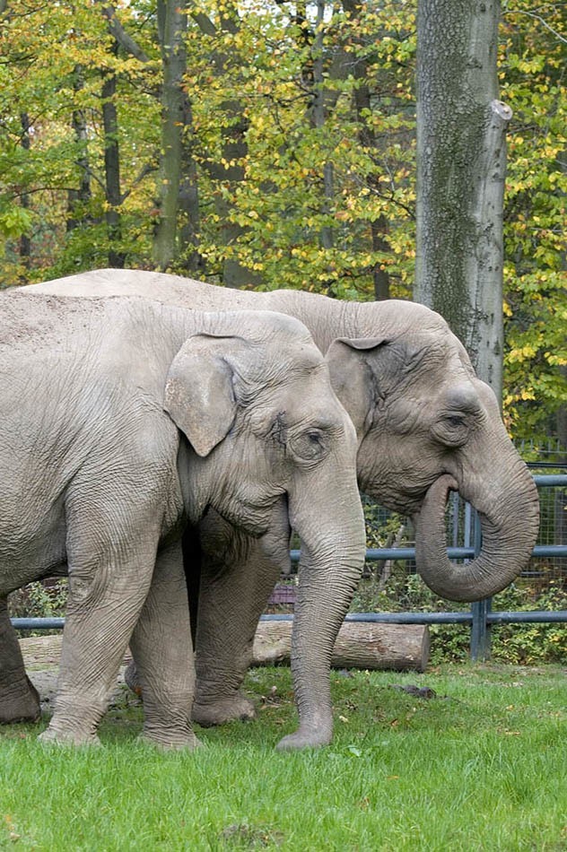 Funkcjonariusze Aresztu Śledczego w Krakowie wspierają mieszkańców ogrodu zoologicznego