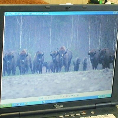 Dopóki nie nadejdą mrozy, żubry nie połączą się w jedno stado tak jak na powyższym archiwalnym zdjęciu.