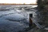 Na łowiskach w Stawach Grojeckich w gminie Oświęcim małe porzucone ryby po odłowach zdychały na groblach